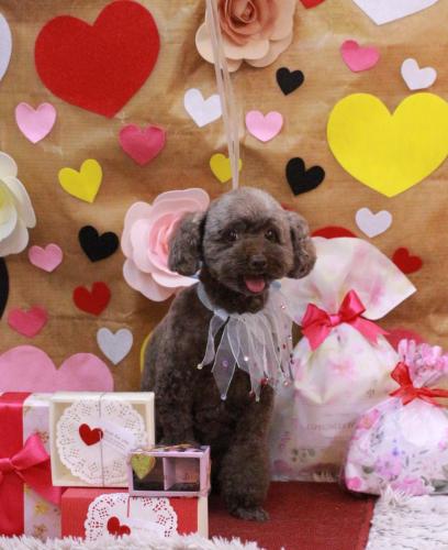 20230204モカくん